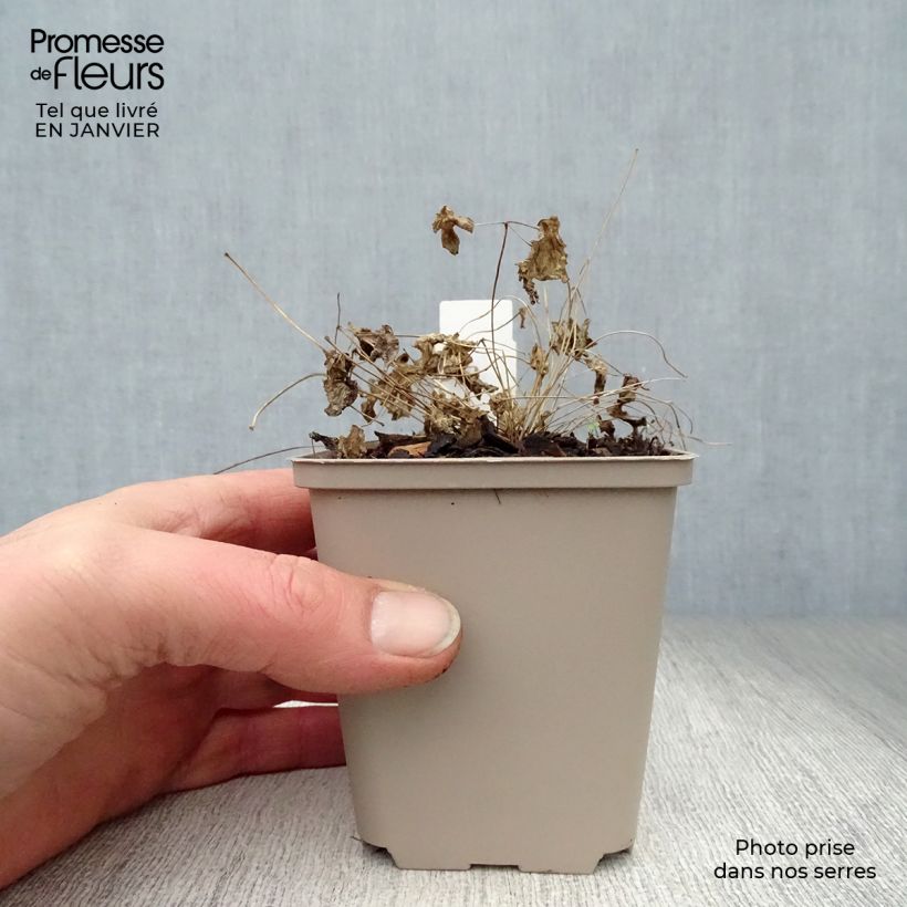 Amostra de Thalictrum Black Stockings - Pigamon Vaso de 8/9 cm tal como entregue no inverno