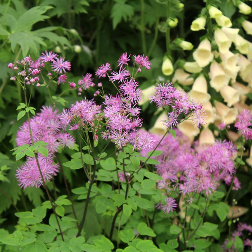 Thalictrum Black Stockings (Floração)
