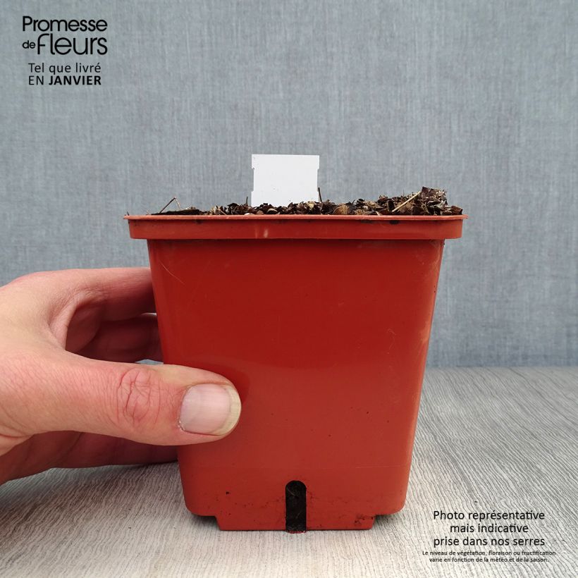 Amostra de Thalictrum Chantilly Lace - Pigamon Pot de 1L/1,5L tal como entregue no inverno