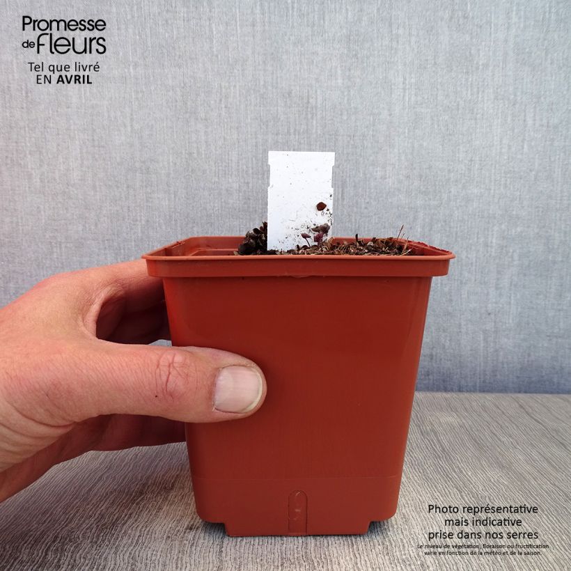 Amostra de Thalictrum Chantilly Lace Vaso de 1 L/1,5 L tal como entregue na primavera