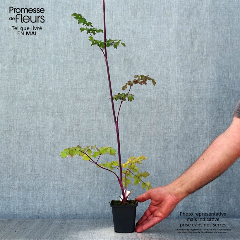 Amostra de Thalictrum Elin Vaso de 8/9 cm tal como entregue na primavera