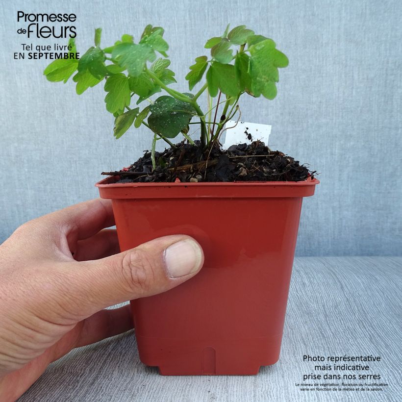 Amostra de Thalictrum Elin Vaso de 1 L/1,5 L tal como entregue no outono