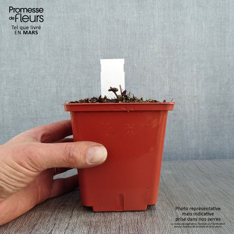 Amostra de Thalictrum Elin Vaso de 1 L/1,5 L tal como entregue no inverno