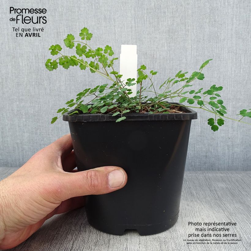 Amostra de Thalictrum Fairy Wings - Pigamon Vaso de 2 L/3 L tal como entregue na primavera