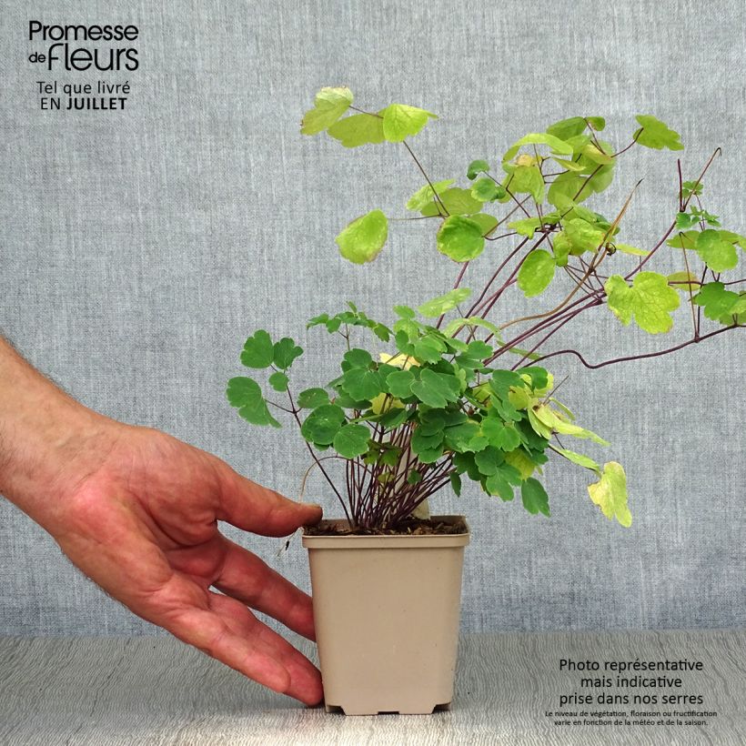 Amostra de Thalictrum Little Pinkie Vaso de 8/9 cm tal como entregue no verão