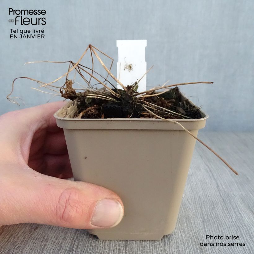 Amostra de Thalictrum Little Pinkie  Vaso de 8/9 cm tal como entregue no inverno