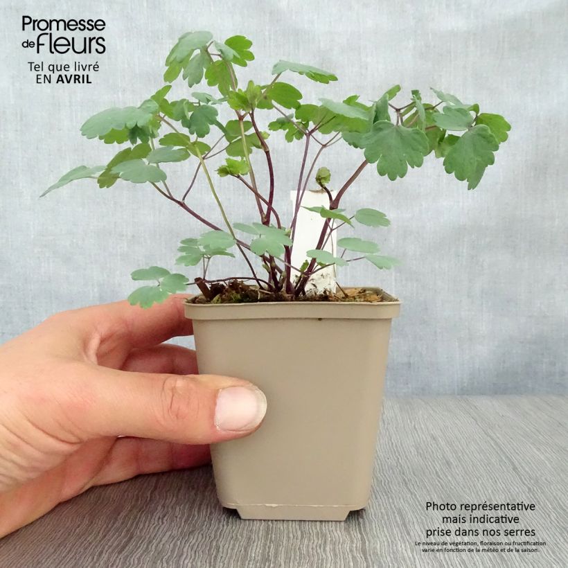 Amostra de Thalictrum Little Pinkie Vaso de 8/9 cm tal como entregue na primavera