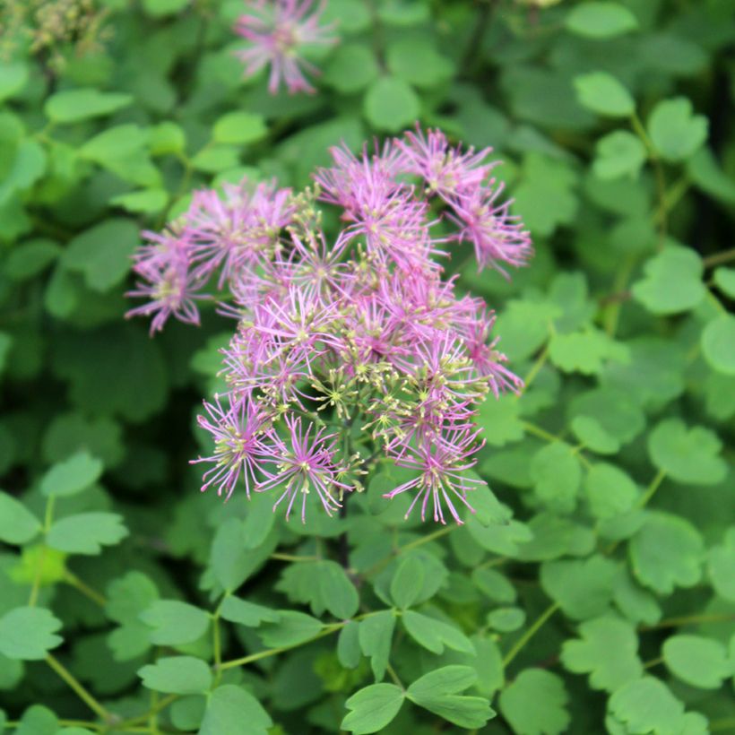 Thalictrum Little Pinkie (Floração)