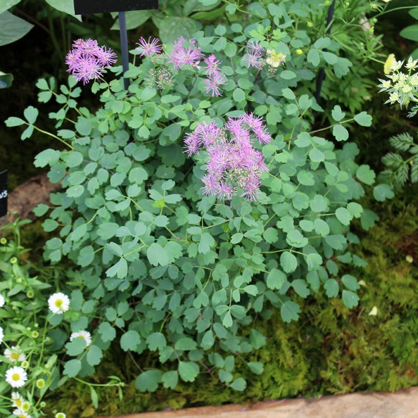 Thalictrum Little Pinkie (Hábito)