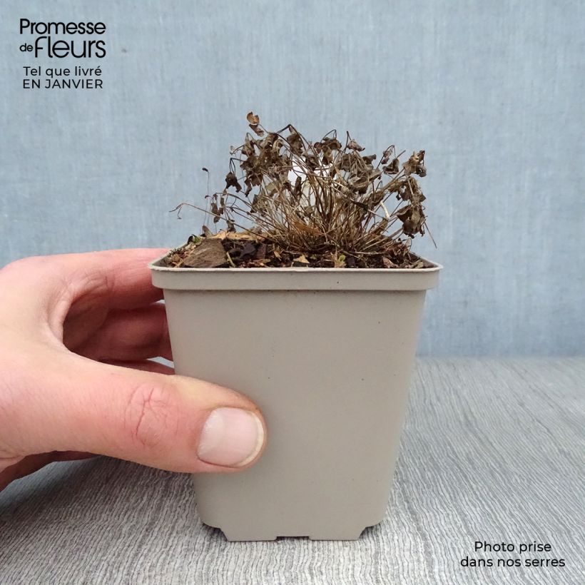 Amostra de Thalictrum Purplelicious Vaso de 8/9 cm tal como entregue no inverno