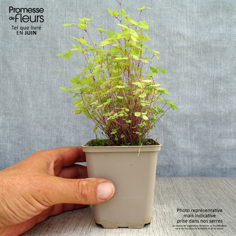 Amostra de Thalictrum Purplelicious Vaso de 8/9 cm tal como entregue no verão