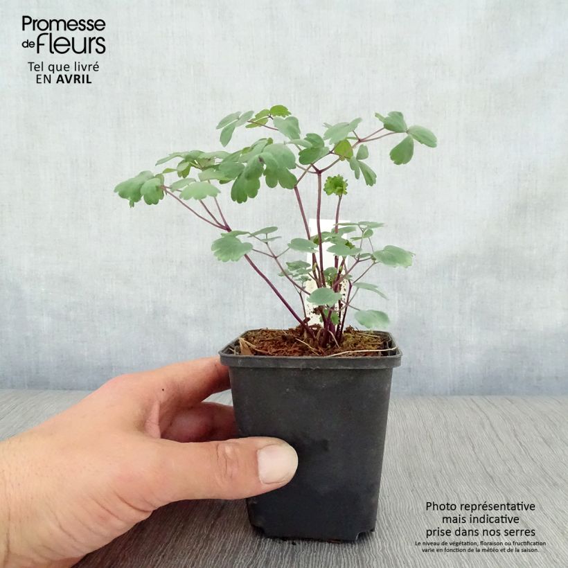 Amostra de Thalictrum Purplelicious Vaso de 8/9 cm tal como entregue na primavera