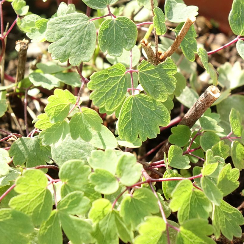 Thalictrum Yulia (Folhagem)