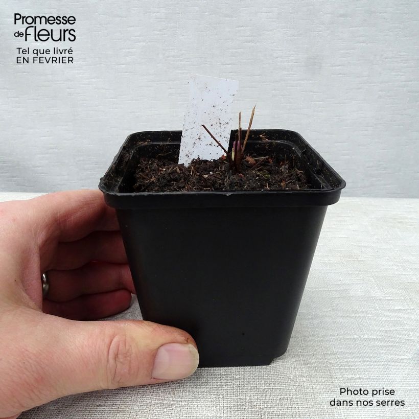 Amostra de Thalictrum actaeifolium Perfume Star - Pigamon rose Vaso de 8/9 cm tal como entregue no inverno