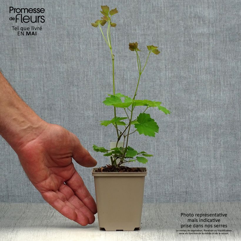 Amostra de Thalictrum actaeifolium Perfume Star Vaso de 8/9 cm tal como entregue na primavera