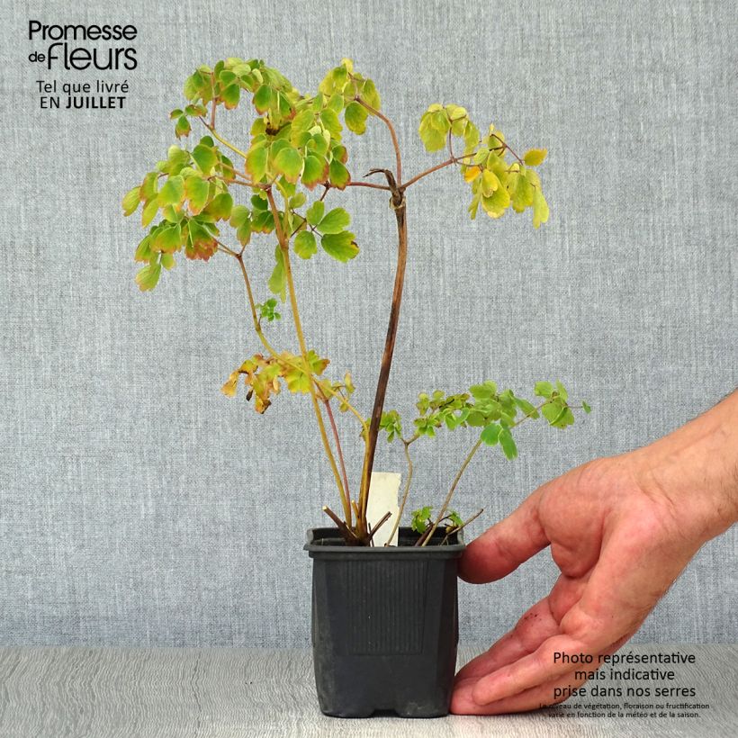Amostra de Thalictrum aquilegifolium Album Vaso de 8/9 cm tal como entregue no verão