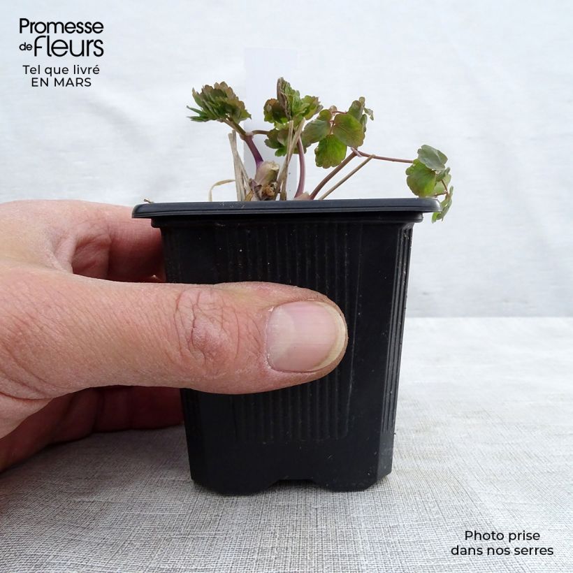 Amostra de Thalictrum aquilegifolium Album - Pigamon Vaso de 8/9 cm tal como entregue no inverno