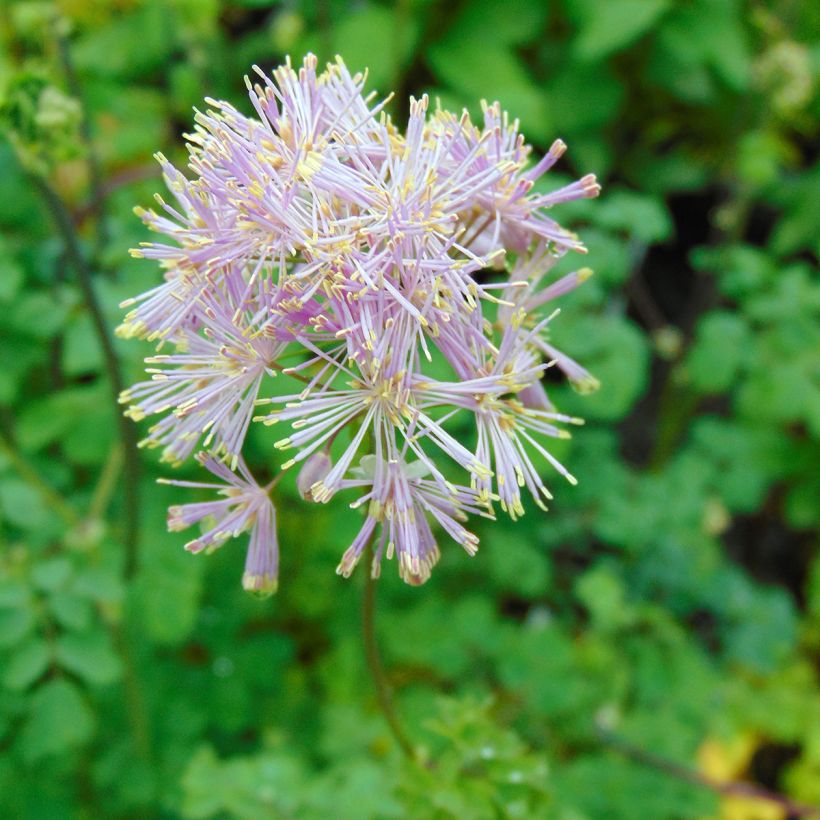Thalictrum aquilegifolium (Floração)