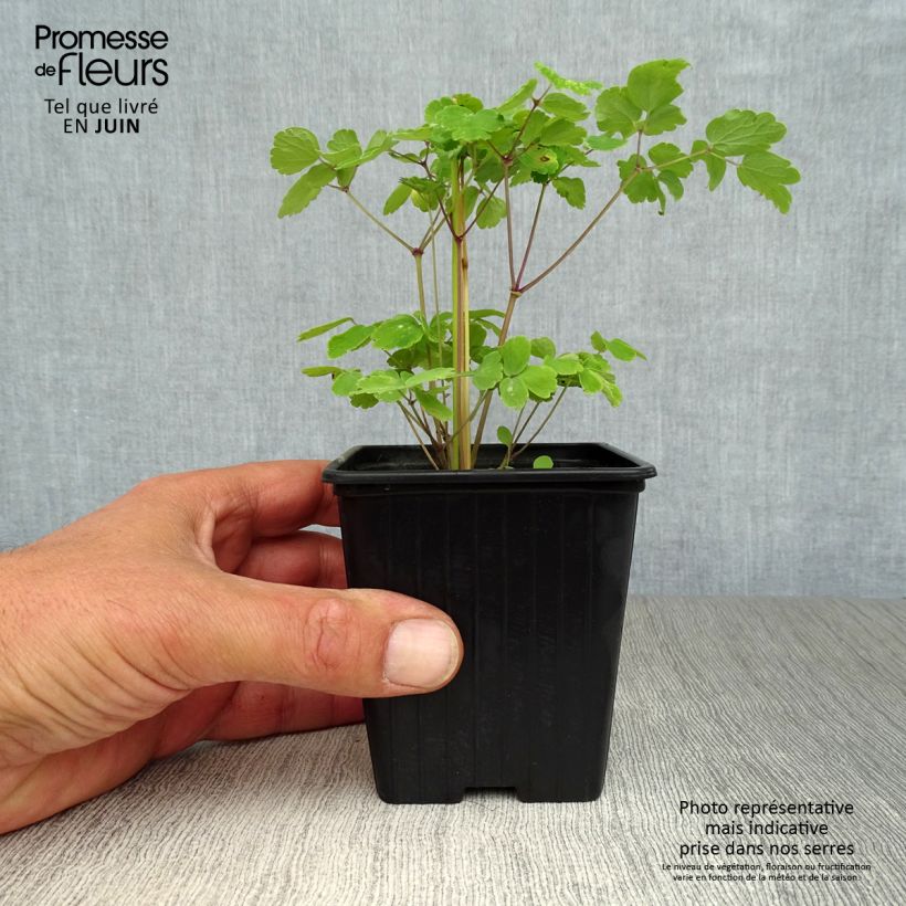 Amostra de Thalictrum aquilegifolium Vaso de 7/8 cm tal como entregue no verão