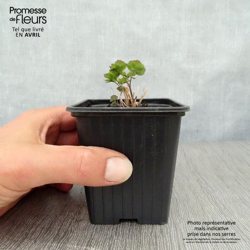 Amostra de Thalictrum aquilegifolium Vaso de 7/8 cm tal como entregue na primavera