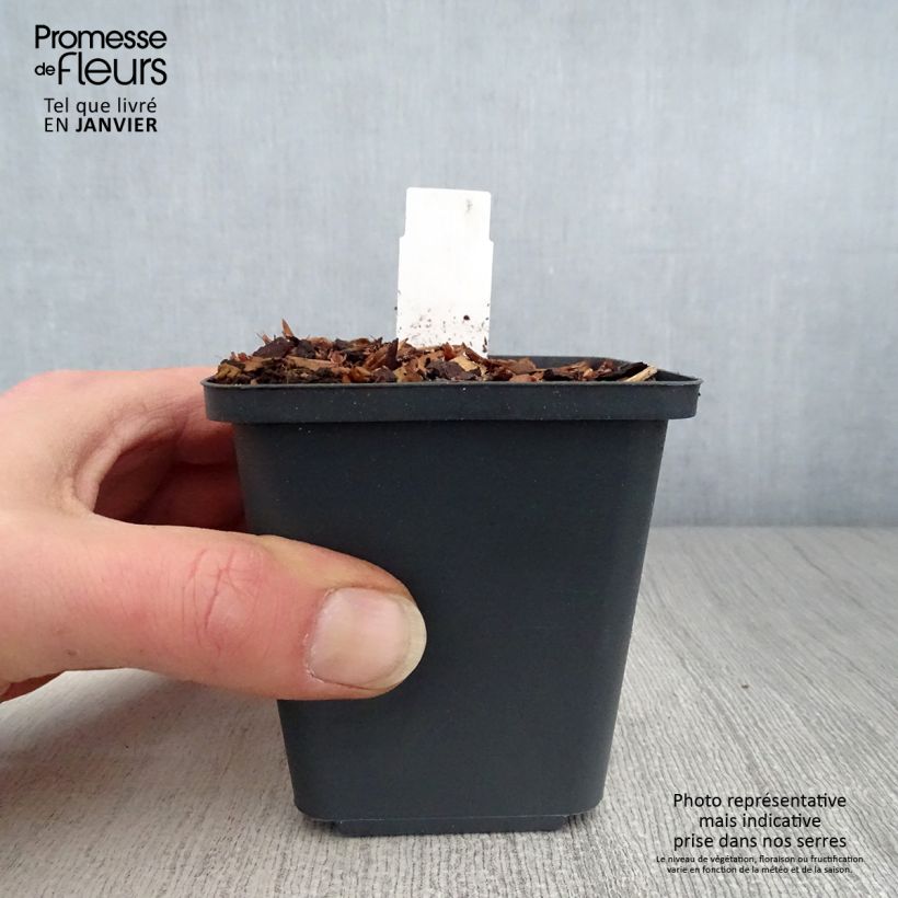 Amostra de Thalictrum aquilegifolium Thundercloud - Pigamon à feuille d'ancolie Vaso de 8/9 cm tal como entregue no inverno
