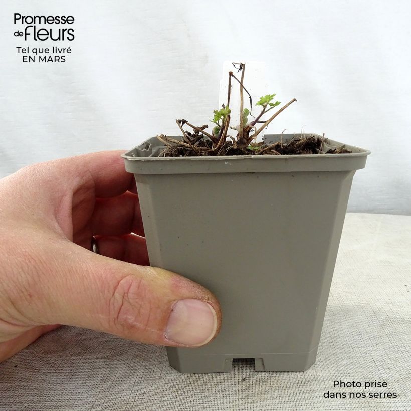 Amostra de Thalictrum aquilegifolium Thundercloud Vaso de 8/9 cm tal como entregue na primavera