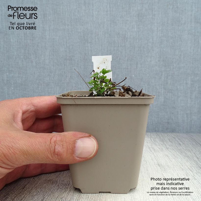 Amostra de Thalictrum aquilegifolium Thundercloud Vaso de 8/9 cm tal como entregue no outono