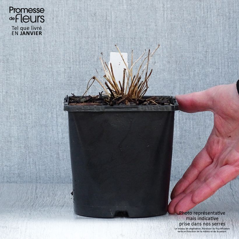 Amostra de Thalictrum aquilegifolium Thundercloud - Pigamon à feuille d'ancolie Vaso de 2 L/3 L tal como entregue no inverno