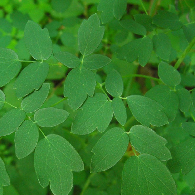 Thalictrum delavayi (Folhagem)