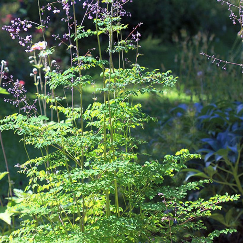 Thalictrum delavayi (Hábito)