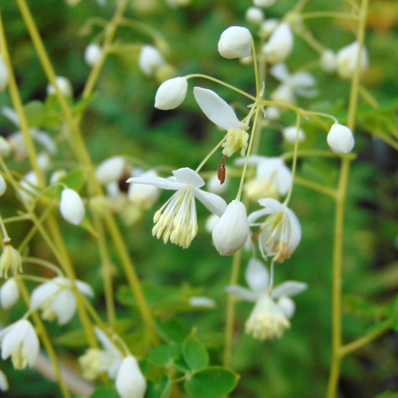 Thalictrum delavayi Album (Floração)
