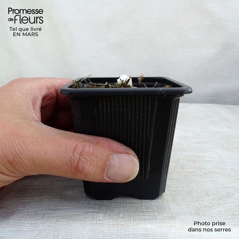 Amostra de Thalictrum delavayi Album Vaso de 8/9 cm tal como entregue na primavera