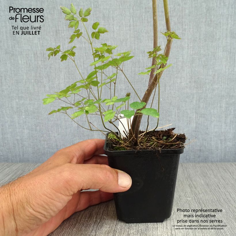 Amostra de Thalictrum delavayi Ankum Vaso de 8/9 cm tal como entregue no verão