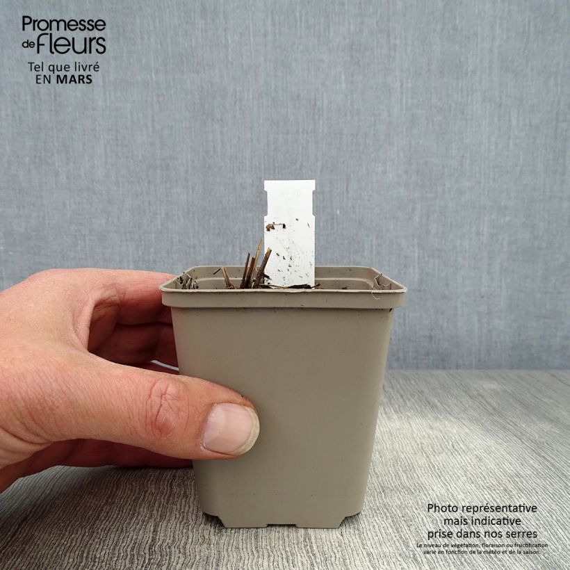 Amostra de Thalictrum delavayi Ankum Vaso de 8/9 cm tal como entregue na primavera