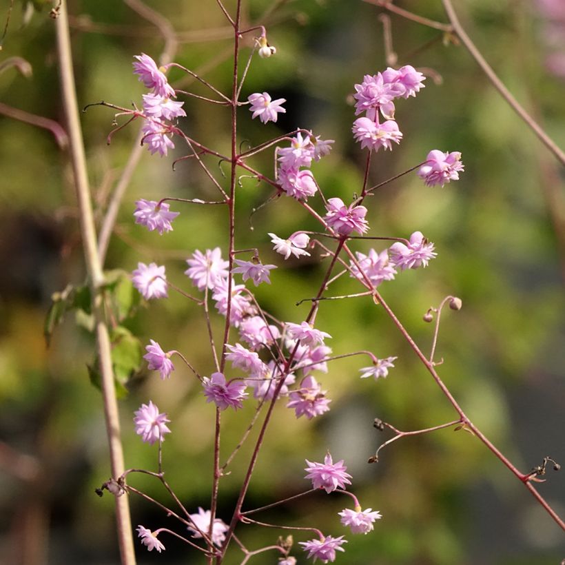 Thalictrum delavayi Hewitt's Double (Floração)