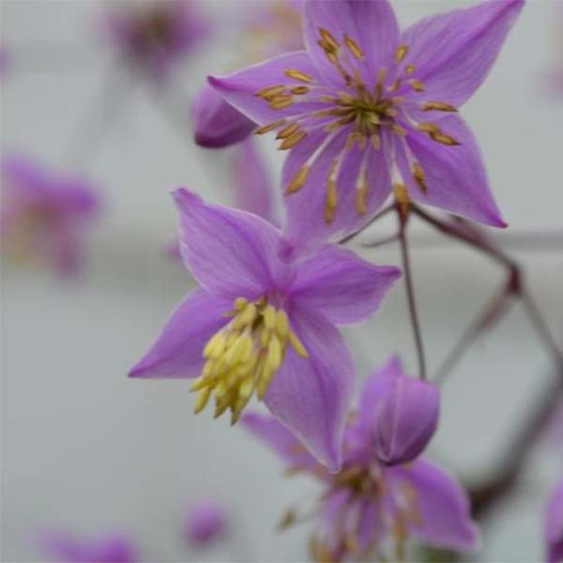 Thalictrum delavayi Hinckley (Floração)