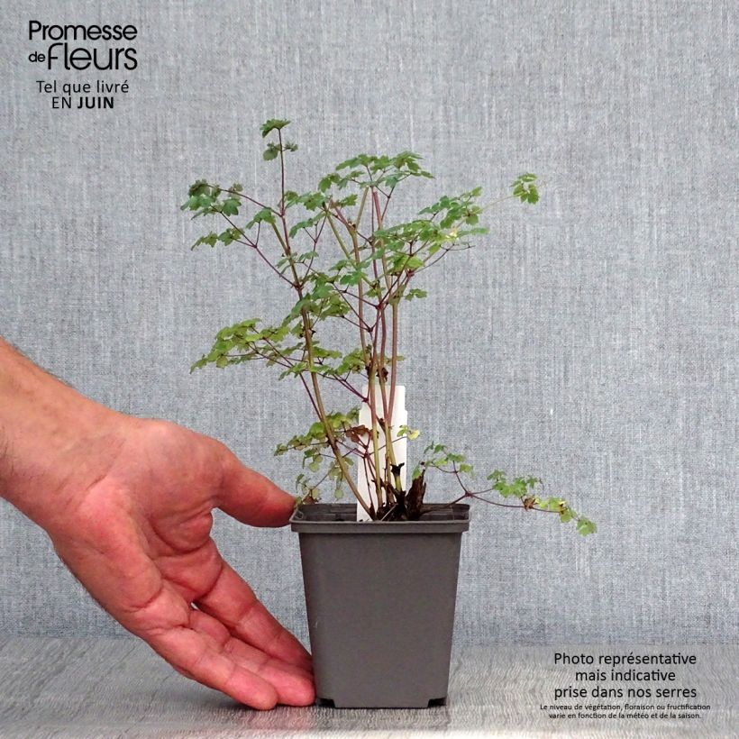 Amostra de Thalictrum delavayi Hinckley Vaso de 8/9 cm tal como entregue no verão
