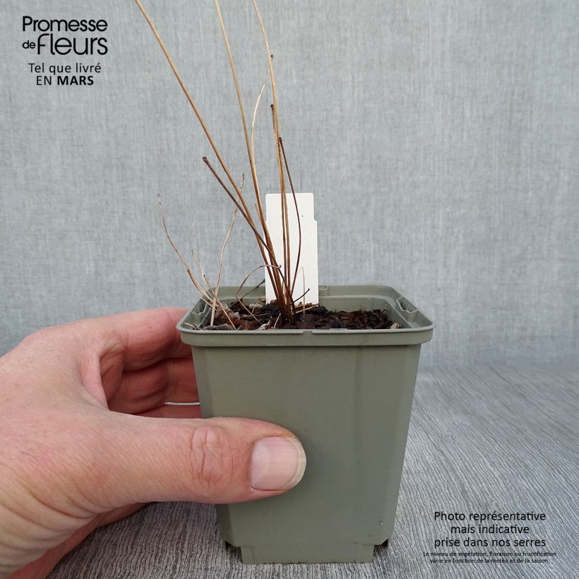 Amostra de Thalictrum delavayi Hinckley Vaso de 8/9 cm tal como entregue na primavera