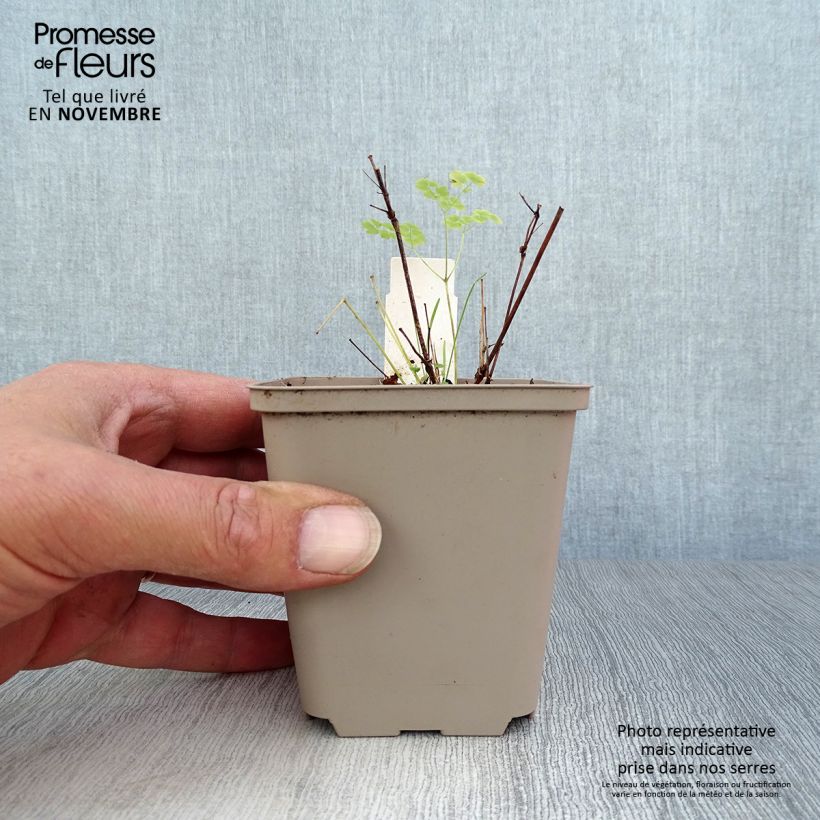 Amostra de Thalictrum delavayi Splendide Album Vaso de 8/9 cm tal como entregue no outono