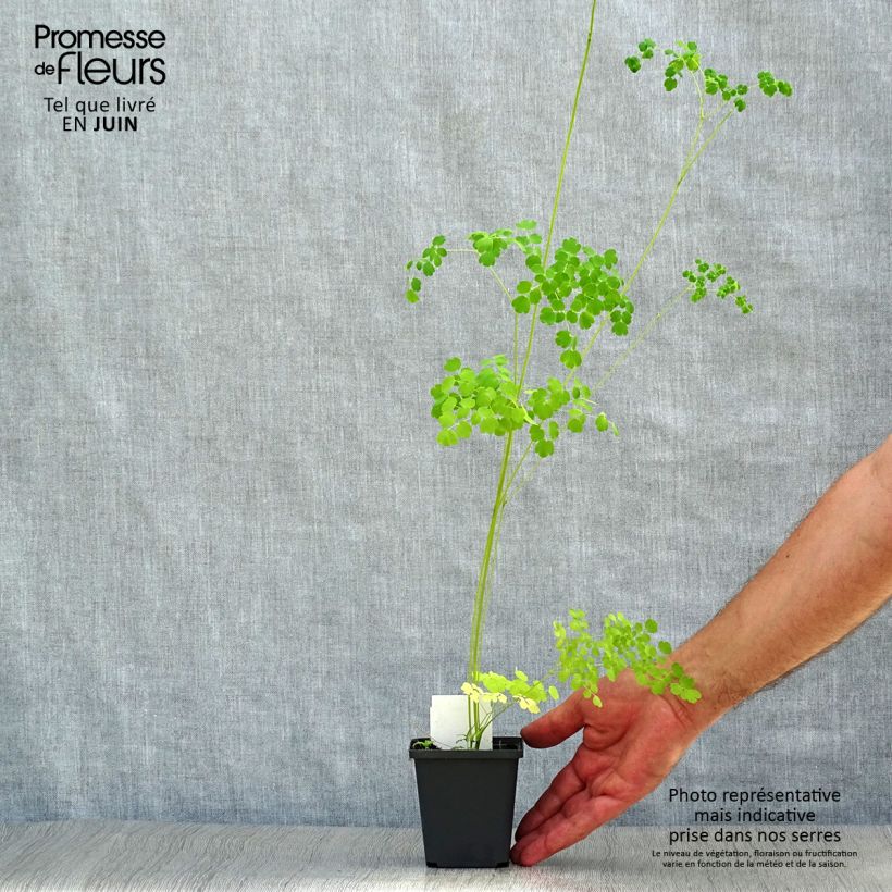 Amostra de Thalictrum delavayi Splendide Album Vaso de 8/9 cm tal como entregue no verão