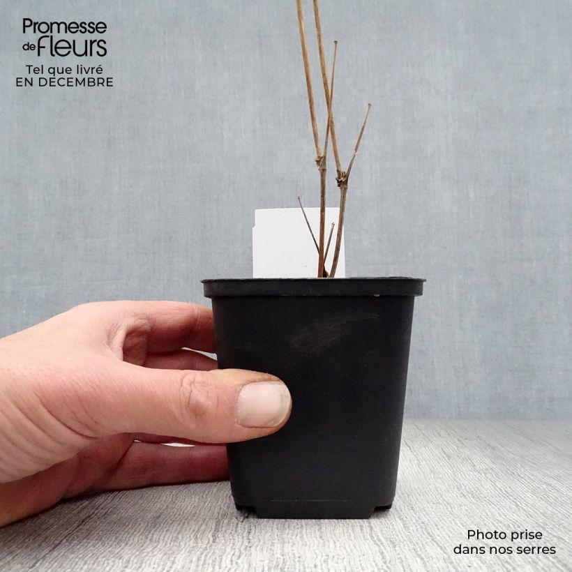 Amostra de Thalictrum delavayi Splendide Album Vaso de 8/9 cm tal como entregue no inverno