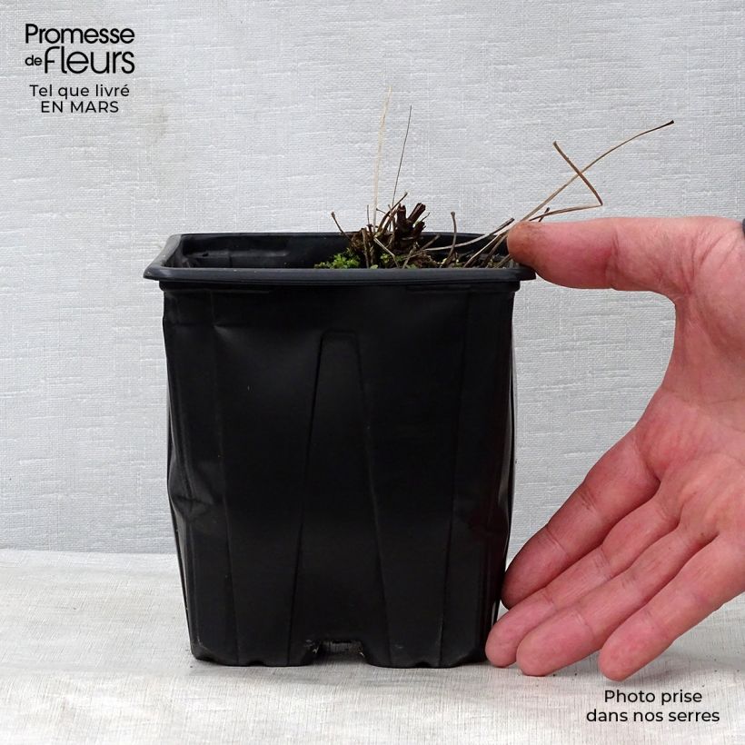 Amostra de Thalictrum delavayi Splendide Album Vaso de 2 L/3 L tal como entregue na primavera