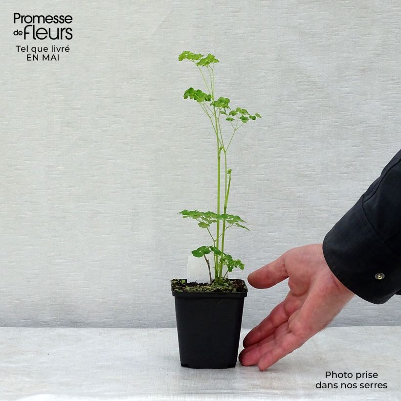 Amostra de Thalictrum delavayi Splendide Album Vaso de 8/9 cm tal como entregue na primavera