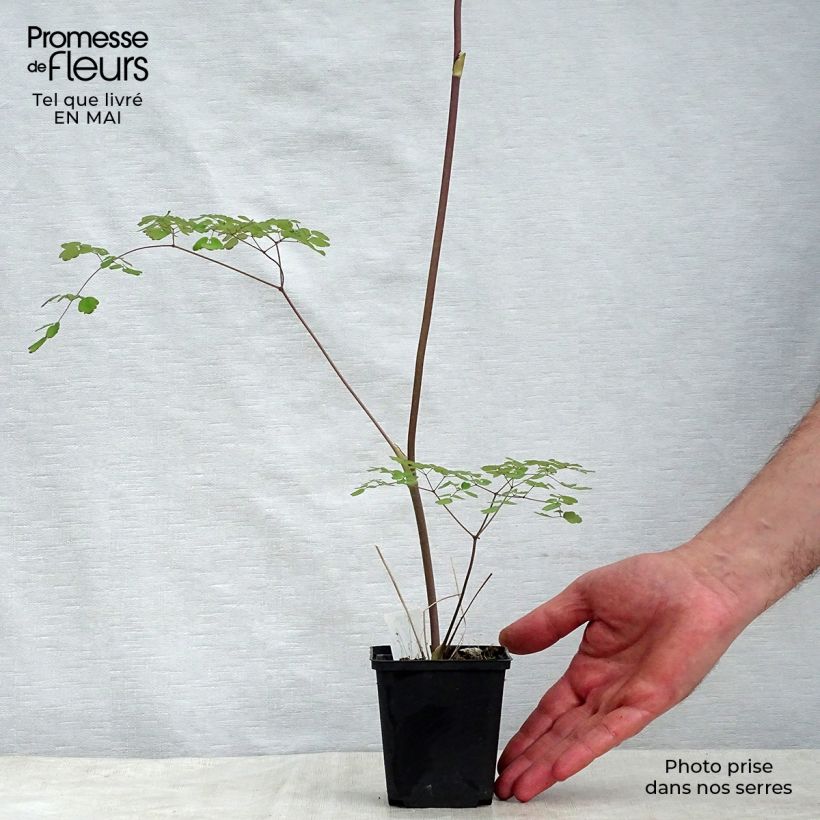 Amostra de Thalictrum × delavayi Splendide Vaso de 8/9 cm tal como entregue na primavera