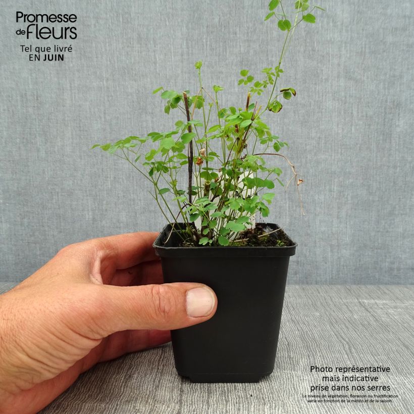 Amostra de Thalictrum × delavayi Splendide Vaso de 8/9 cm tal como entregue no verão