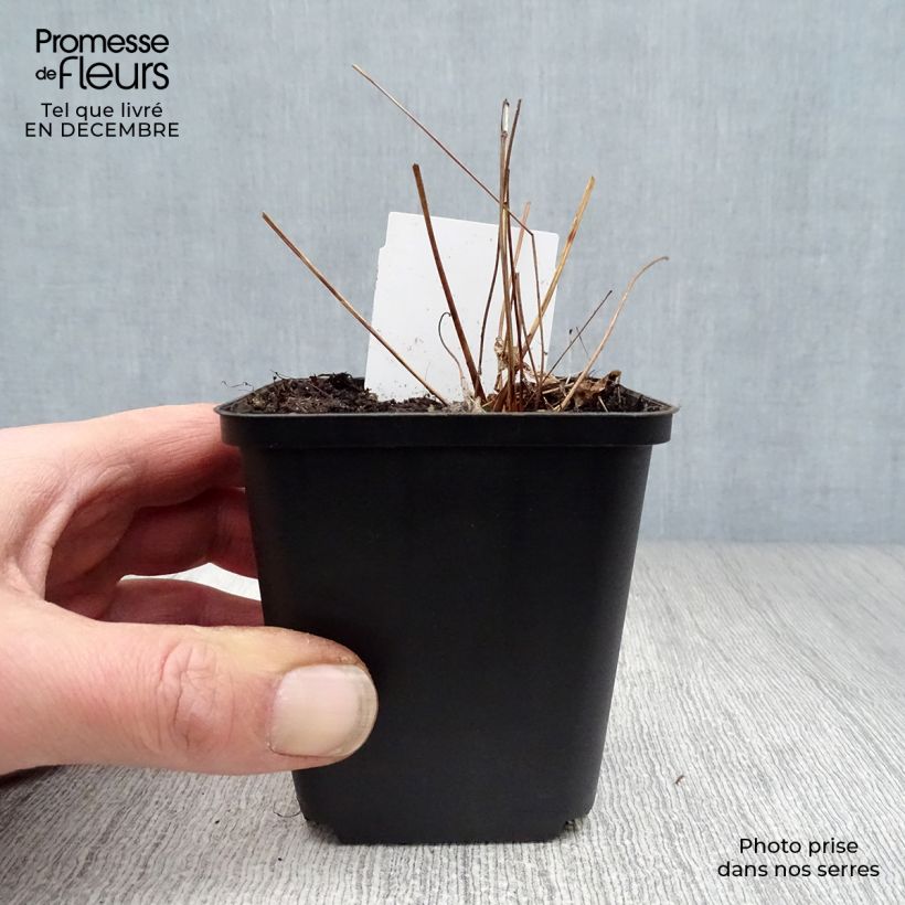 Amostra de Thalictrum delavayi Splendide - Pigamon Vaso de 8/9 cm tal como entregue no inverno