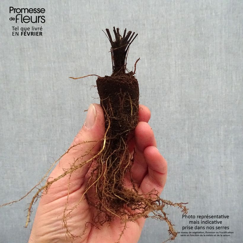 Amostra de Thalictrum delavayi Splendide - Pigamon Raízes nuas tal como entregue no inverno