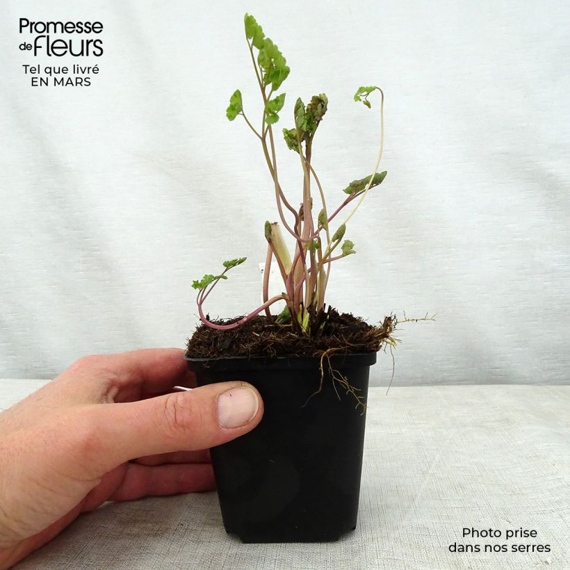 Amostra de Thalictrum flavum subsp. glaucum Vaso de 8/9 cm tal como entregue na primavera