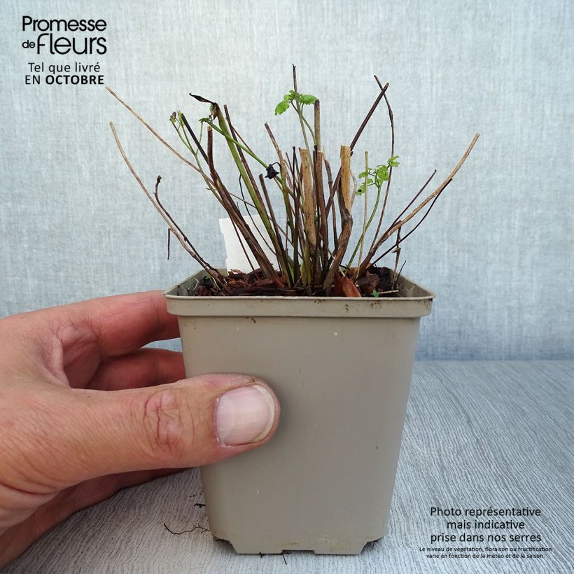 Amostra de Thalictrum flavum subsp. glaucum Vaso de 8/9 cm tal como entregue no outono