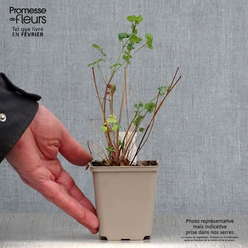 Amostra de Thalictrum flavum subsp. glaucum Vaso de 8/9 cm tal como entregue no inverno